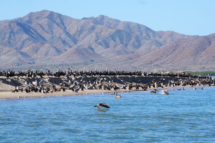 Paisaje de Bahía Magdalena con parvada en la costa. Foto de Mauricio Rodríguez.