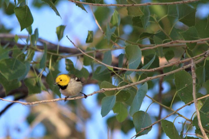 Chipe amarillo posado en una rama. Foto de Yuliana Dimas.