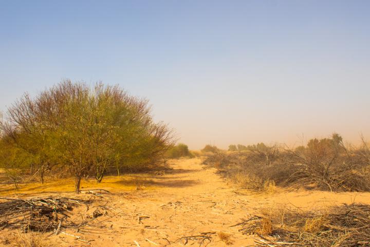 Límite del terreno restaurado que colina con territorio no restaurado en Miguel Alemán, Mexicali