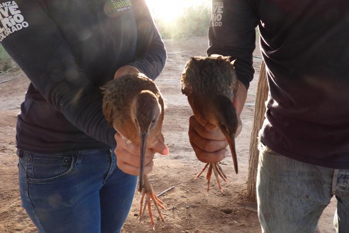 Colocación de transmisores satelitales