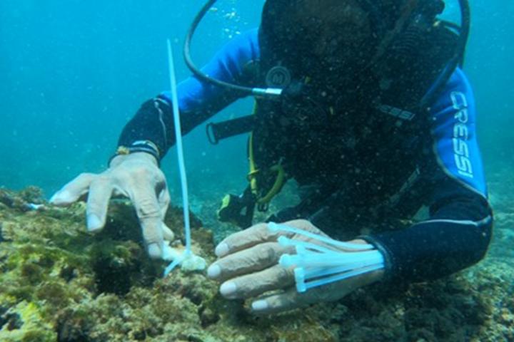 Reforestación subacuática en Isla Isabel, Nayarit
