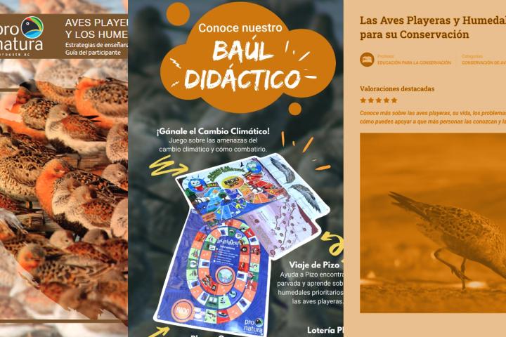 Materiales educativos en tema de aves playeras