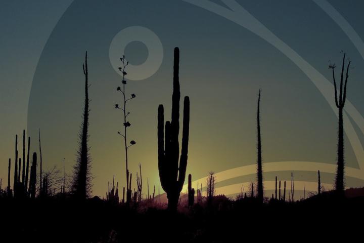 Paisaje de Valle de Los Cirios