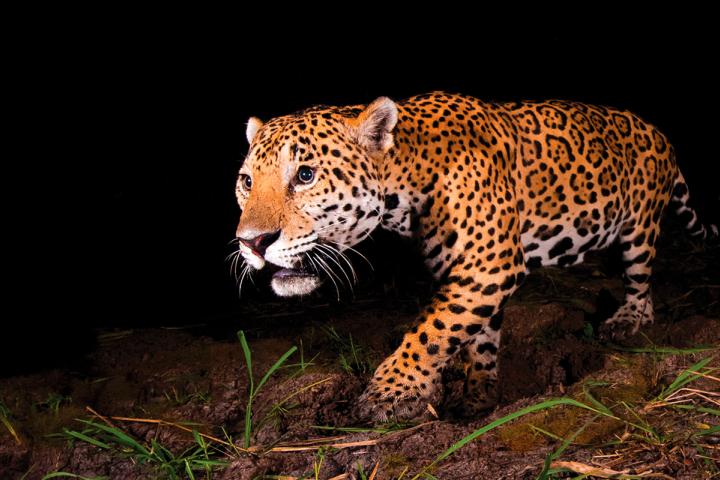Jaguar (Panthera onca), en la Finca La Papalota.