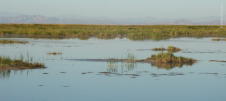 Humedales - Delta del Río Colorado- Foto de Alejandra Calvo