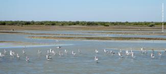 Bahía Santa María, Sinaloa