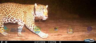 Imagen de cámara trampa de Jaguar con collar GPS 