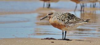 Playero rojizo del Pacífico / Pacific Red Knot (Calidris canutus roselaari)