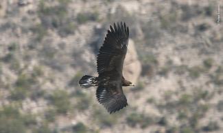 Águila Real en vuelo.