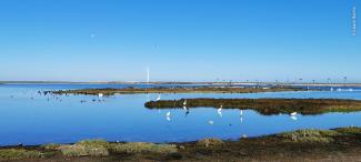 Sitio de invernación en Guerrero Negro.