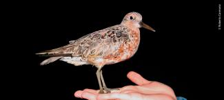 Playero rojizo del Pacífico capturado en Guerrero Negro, B. C. S.