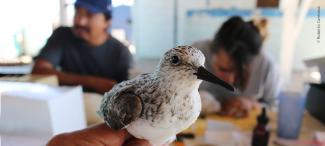 Investigación con Gerardo Marrón y Betsy Martínez del Equipo Técnico del Laboratorio de Aves de la Universidad Autónoma de Baja California Sur.