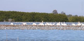 Parvada de Avoceta americana (Recurvirostra americana) y Picopando canelo (Limosa fedoa), a las que se añaden Pelícanos blancos (Pelecanus erythrorhynchos), descansando en Moroncarit.