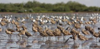 Parte de una parvada de Picopandos canelos, especie emblemática del sitio, descansando en Yavaros. Foto: Roberto Carmona.