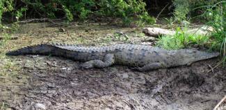 Cocodrilo descansando