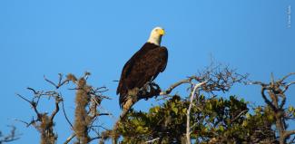 Águila Calva en rama de árbol. Bahía Magdalena.