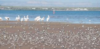 Parvada en Ensenada de La Paz.