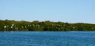 Mangle con garzas en La Bocana.
