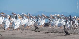 Pelícanos blancos, cafés y cormoranes en la arena.
