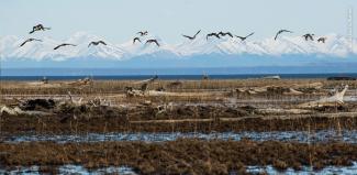 Parvada sobrevolando Beluga, Alaska