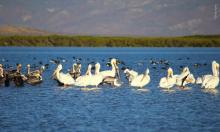 Pelícanos en un humedal de La Bocana