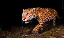 Jaguar (Panthera onca), en la Finca La Papalota.
