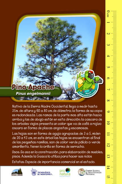 PNO_GuiaDeIdentificacion_PinoApache_Caratula.png