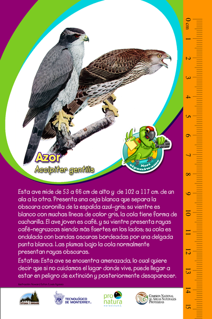 PNO_GuiasDeIdentificacion_AZOR_Caratula.png