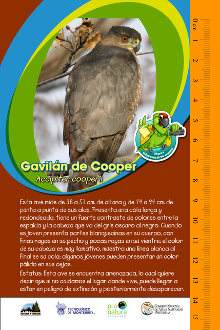 PNO_GuiasDeIdentificacion_GavilandeCooper_Caratula.png