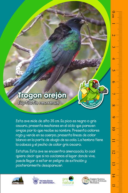 PNO_GuiasDeIdentificacion_TrogonOrejon_Caratula.png