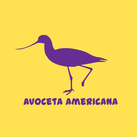 PNO_Imagenes_AvocetaAmericana_Caratula.png