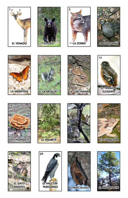 PNO_Juego_Bosque_LOTERIA_Caratula.png