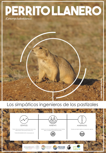 PNO_Poster_PerritoLlanero_Caratula.png