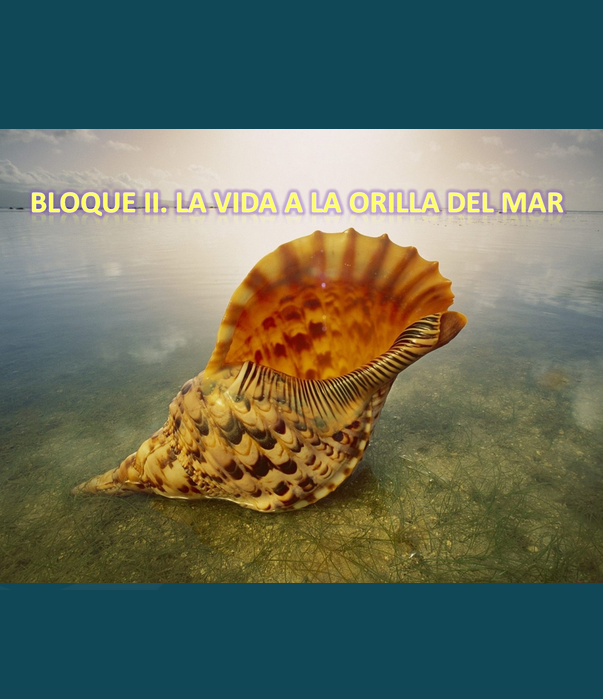 PNO_Presentaciones_ElAmbienteMarino_BloqueII_LaVidaALaOrillaDelMar.png