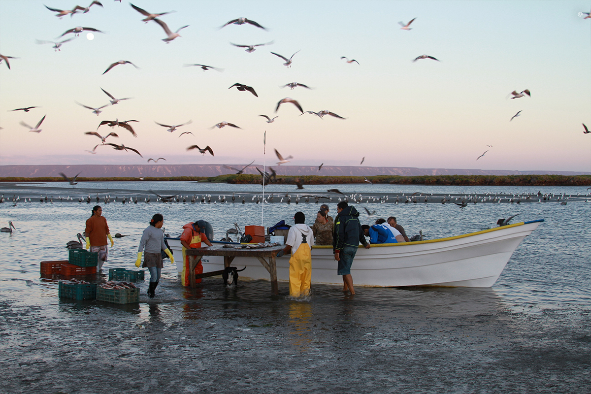 Fisheries policy: a fundamental component for marine conservation