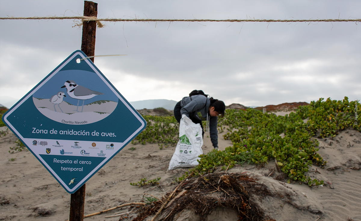 Fence installation seeks to protect the Snowy Plover during nesting season